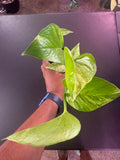 Marble Queen Pothos