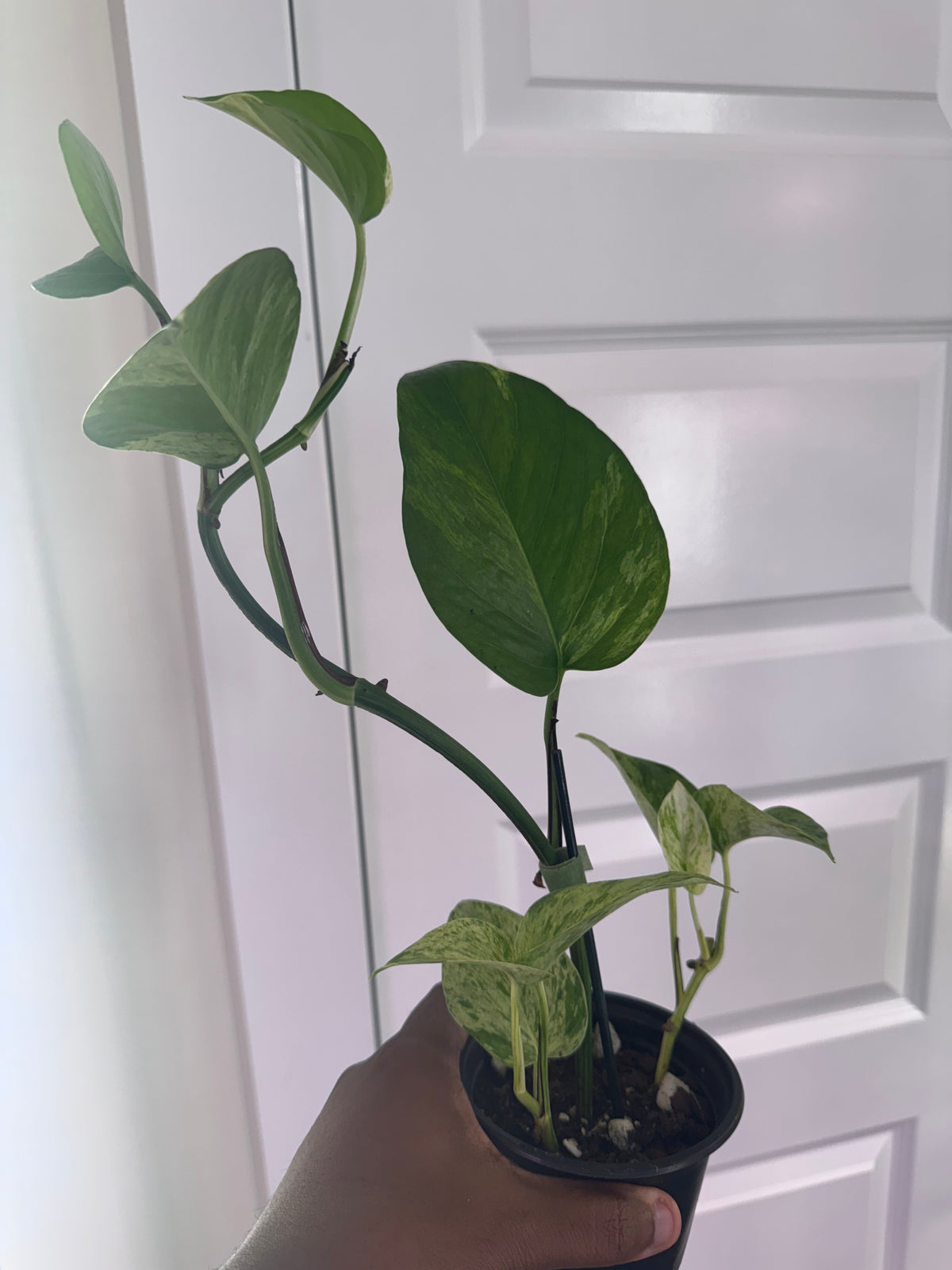 Marble Queen Pothos