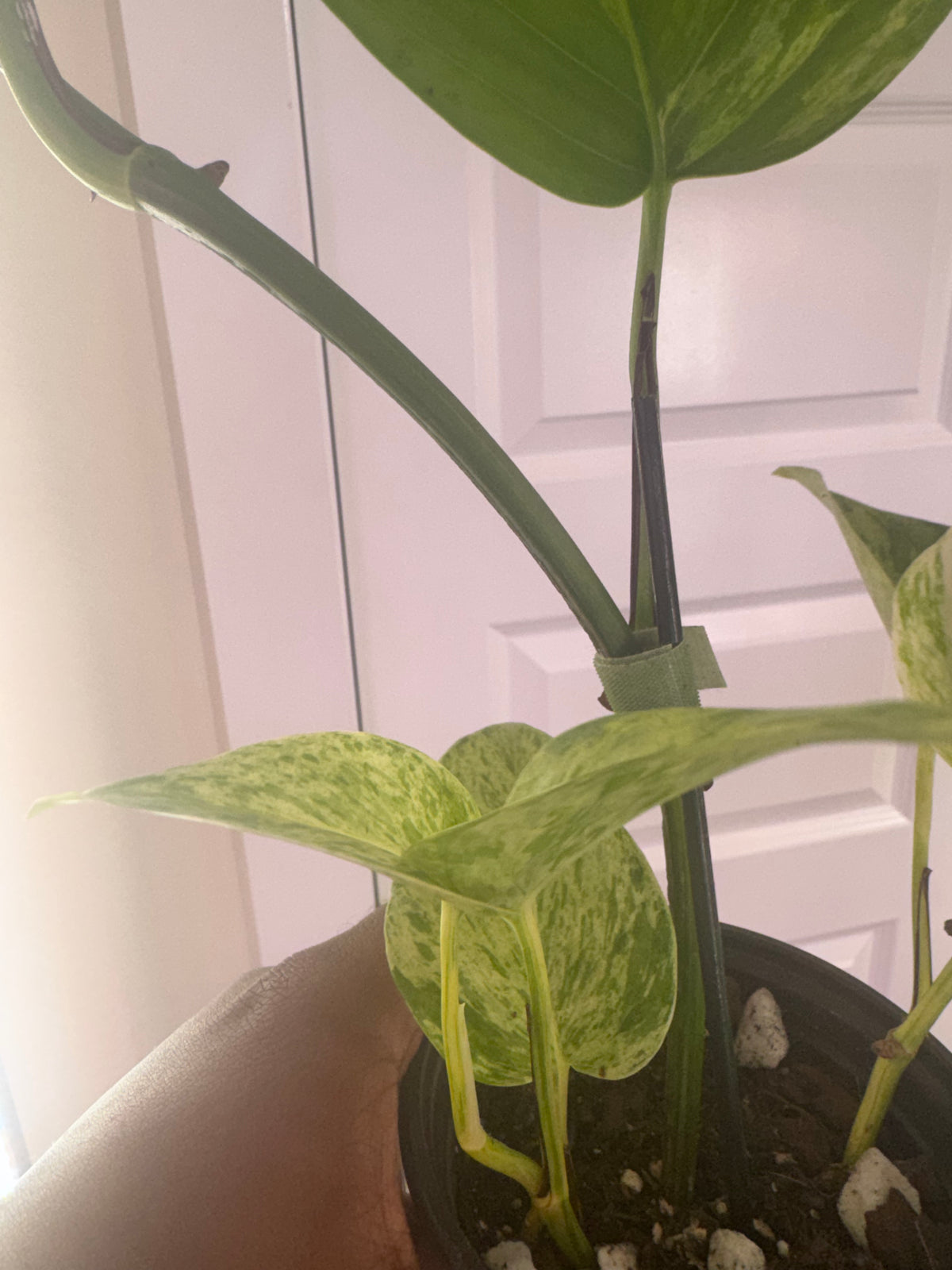 Marble Queen Pothos