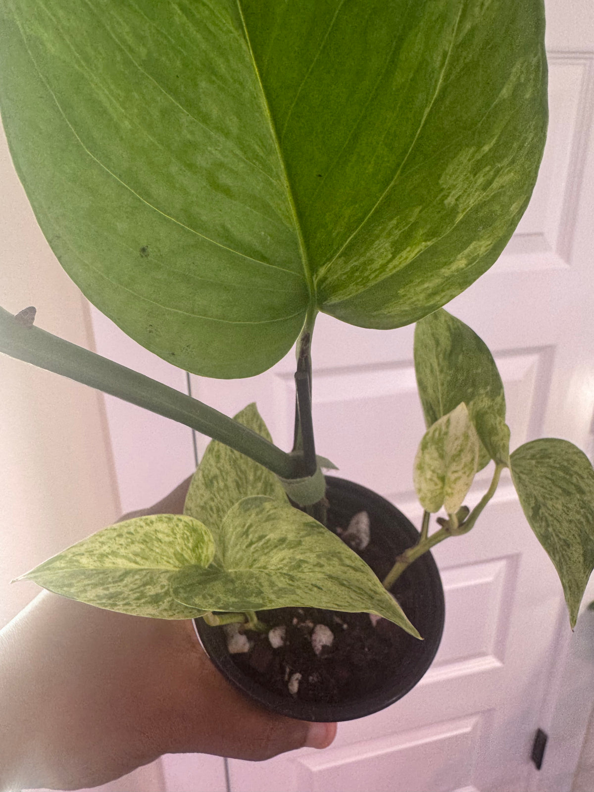 Marble Queen Pothos