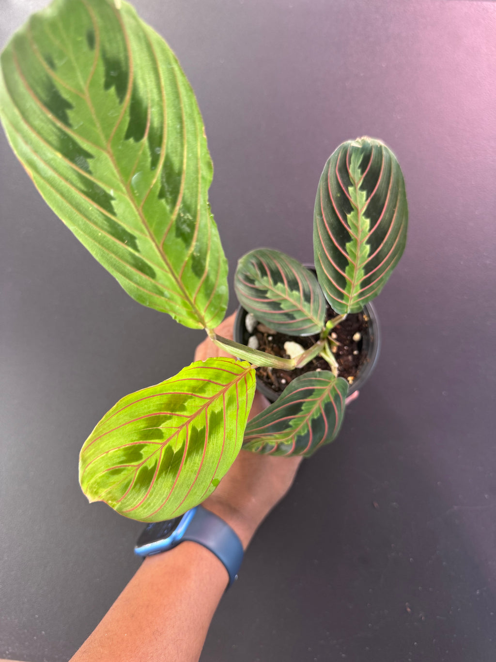 Red Prayer Plant (Maranta leuconeura) - 4” Pot