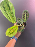 Red Prayer Plant (Maranta leuconeura) - 4” Pot