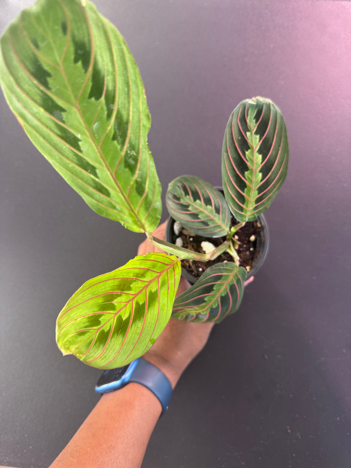 Red Prayer Plant (Maranta leuconeura) - 4” Pot