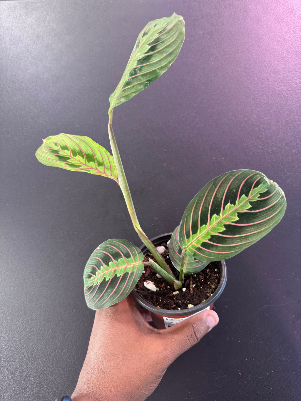 Red Prayer Plant (Maranta leuconeura) - 4” Pot