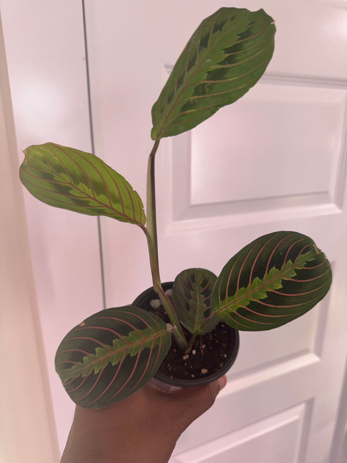 Red Prayer Plant (Maranta leuconeura) - 4” Pot