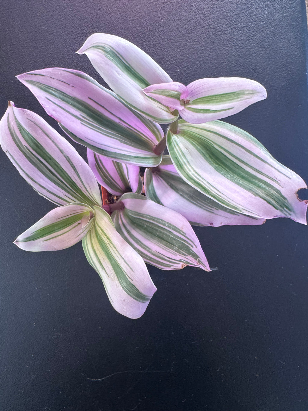 Pink Wandering Dude / Tradescantia ‘Pink Paradise’ – 1.5” Pot