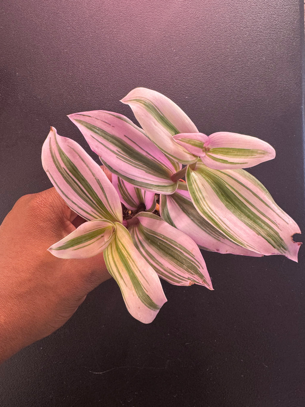 Pink Wandering Dude / Tradescantia ‘Pink Paradise’ – 1.5” Pot