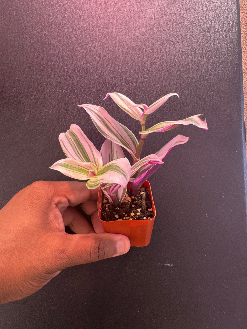 Pink Wandering Dude / Tradescantia ‘Pink Paradise’ – 1.5” Pot