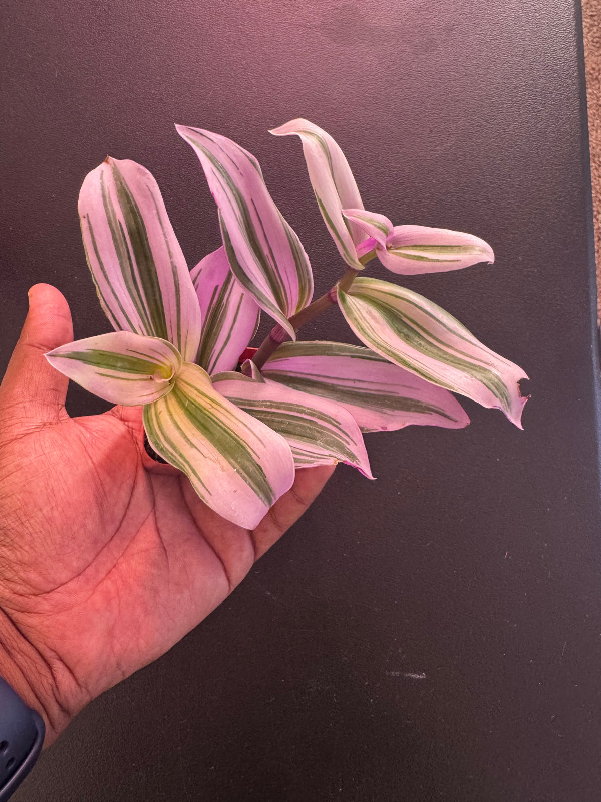 Pink Wandering Dude / Tradescantia ‘Pink Paradise’ – 1.5” Pot