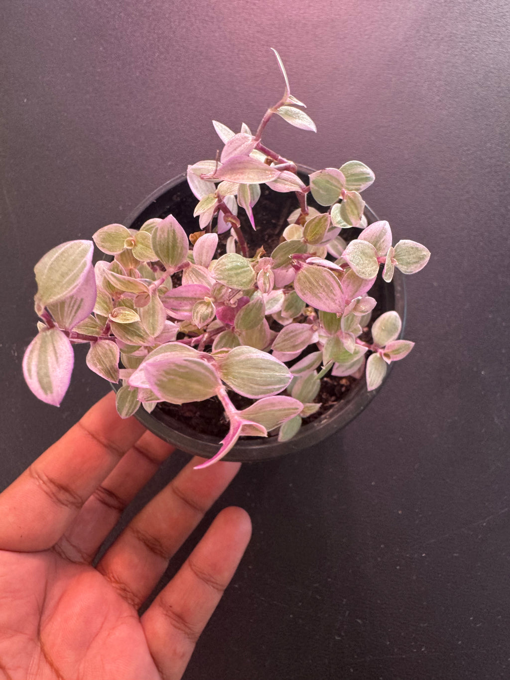 Callisia Repens ‘Pink Panther’ – 4” Pot