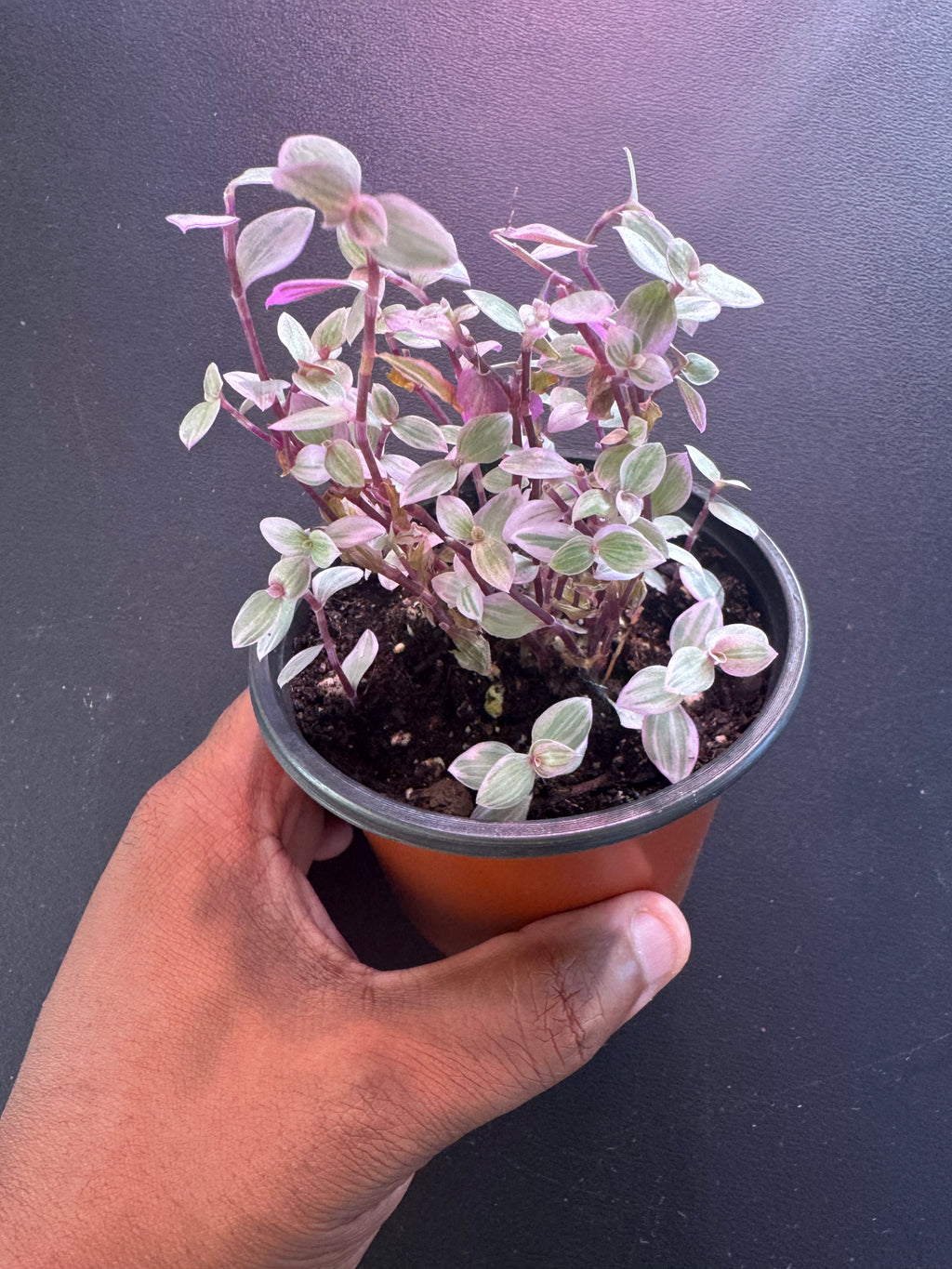 Callisia Repens ‘Pink Panther’ – 4” Pot