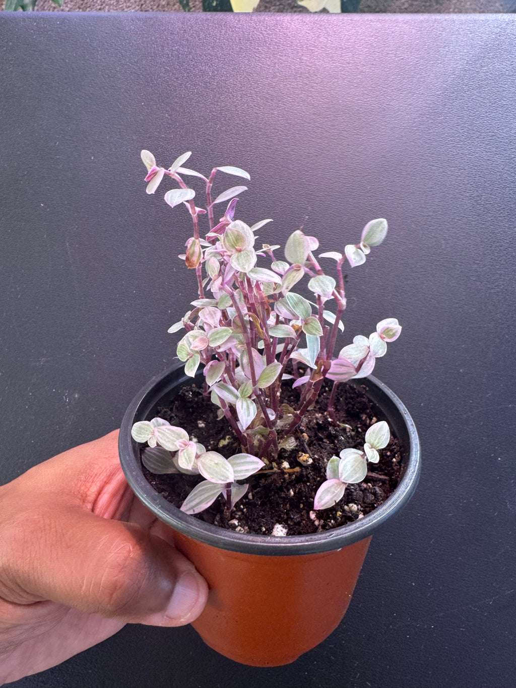 Callisia Repens ‘Pink Panther’ – 4” Pot