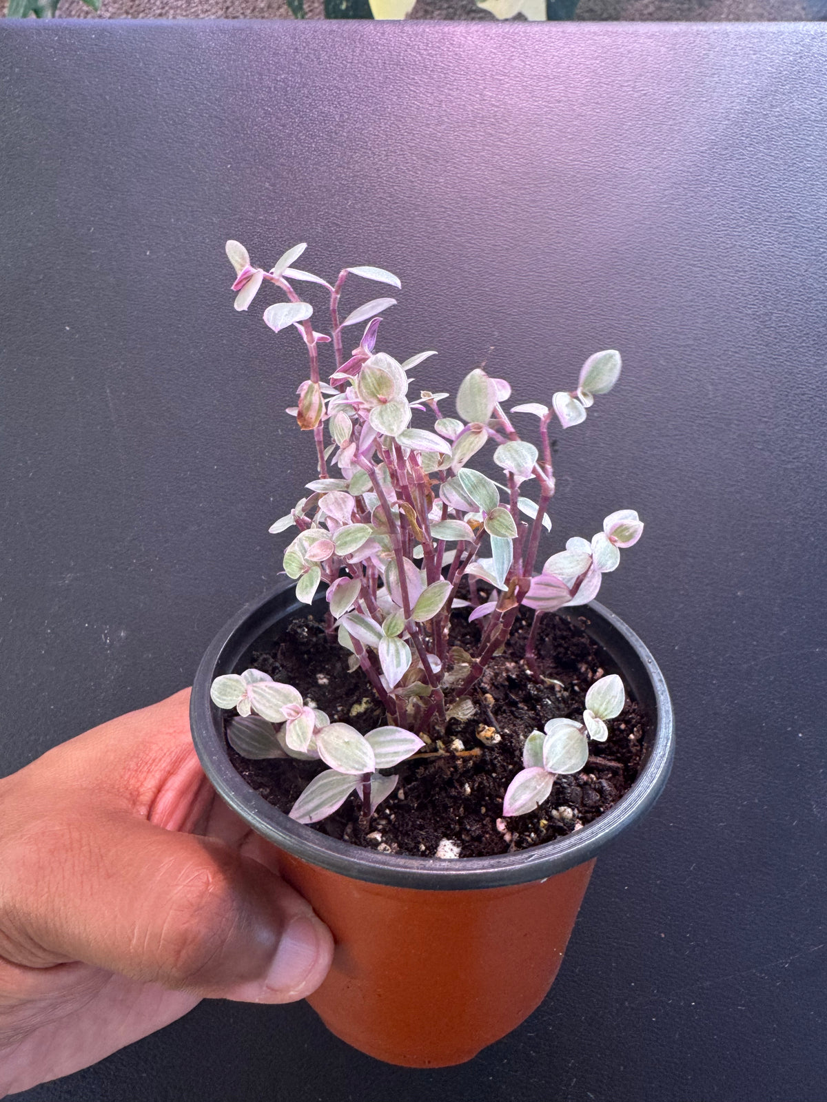 Callisia Repens ‘Pink Panther’ – 4” Pot