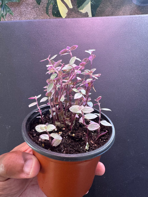 Callisia Repens ‘Pink Panther’ – 4” Pot