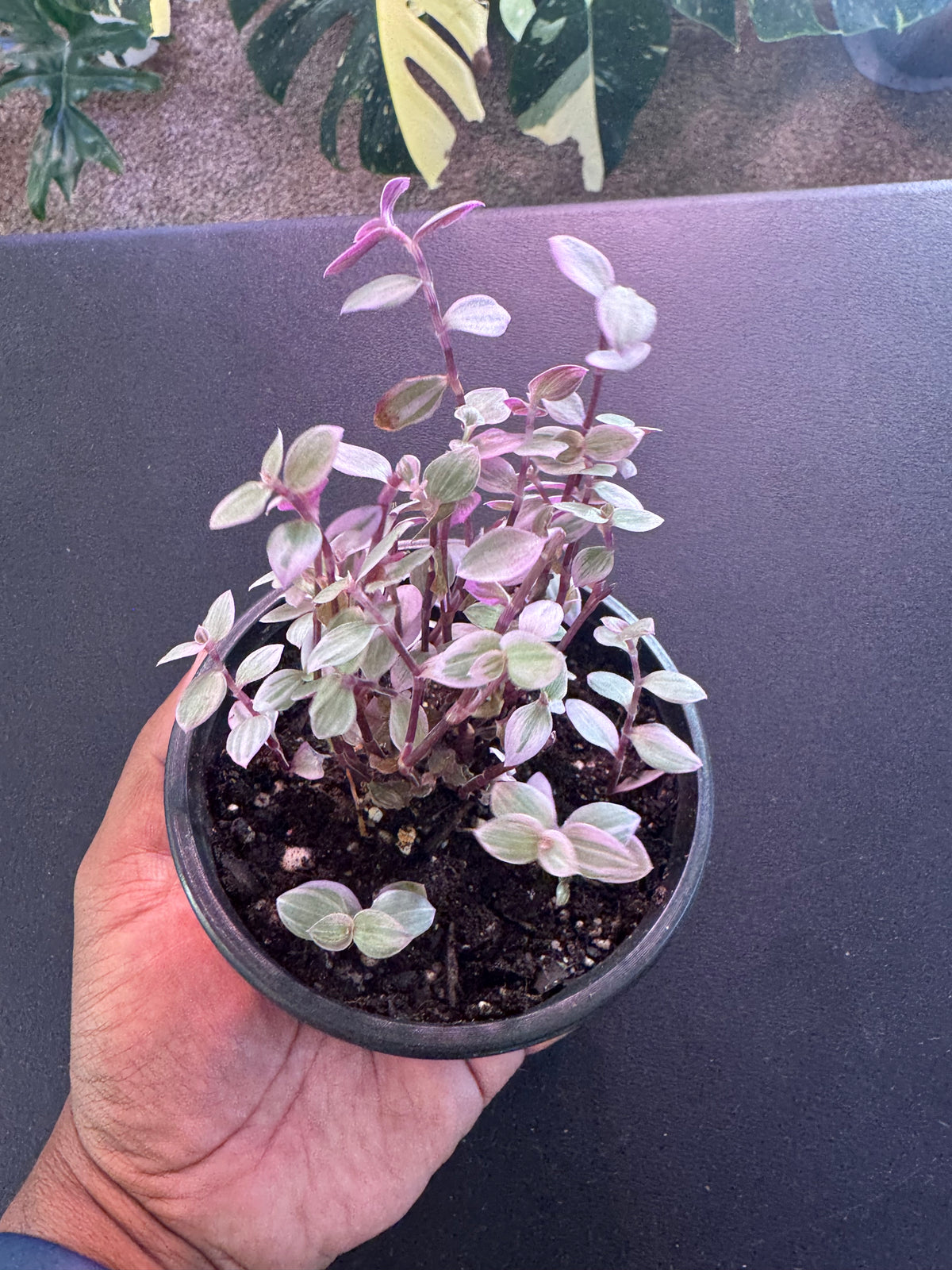 Callisia Repens ‘Pink Panther’ – 4” Pot
