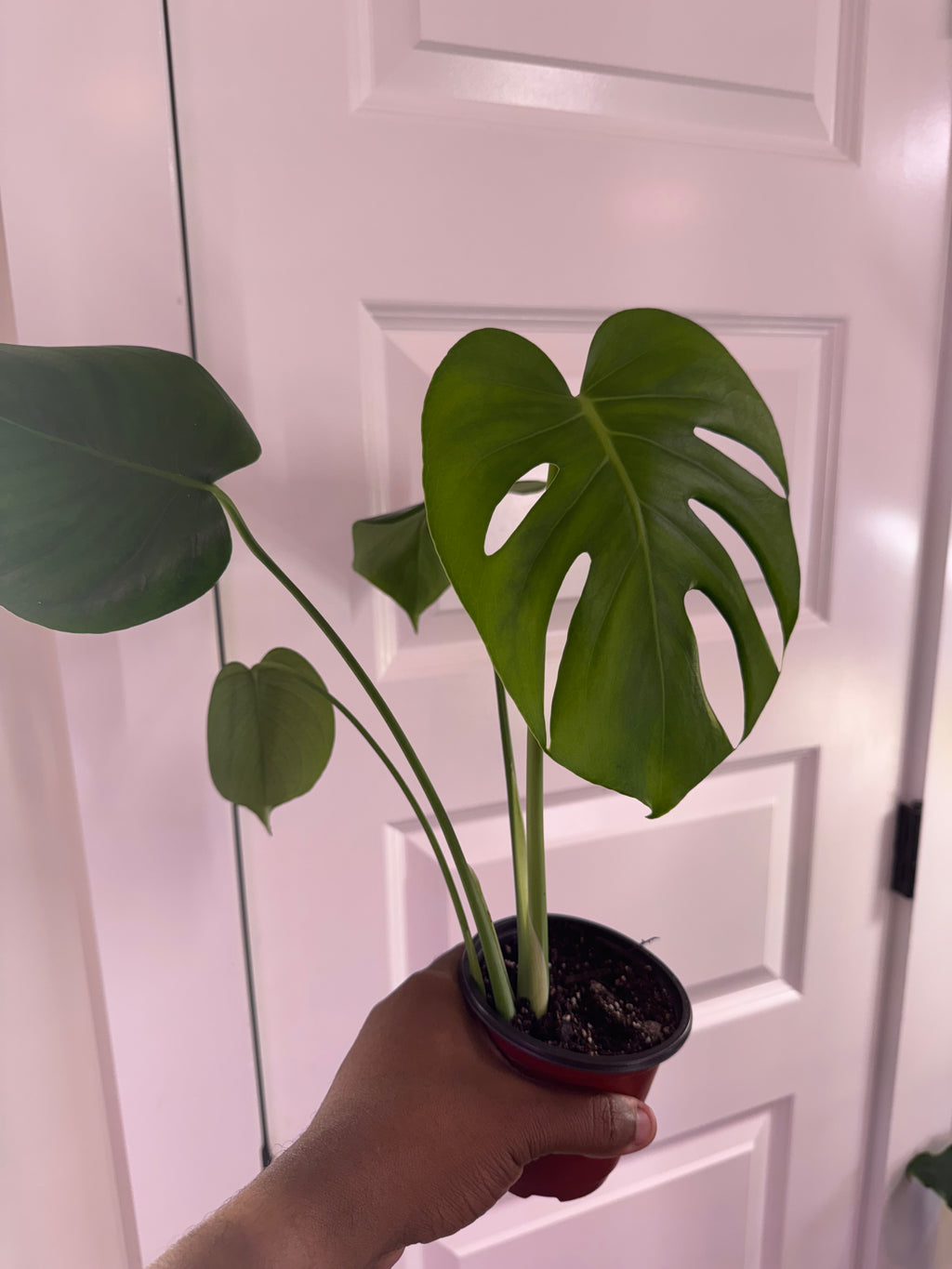 Monstera Deliciosa