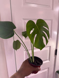 Monstera Deliciosa