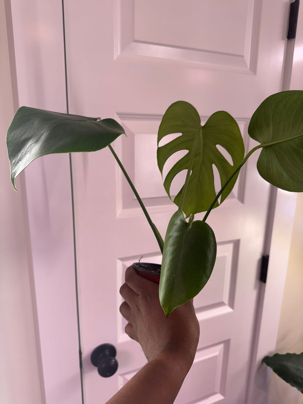 Monstera Deliciosa