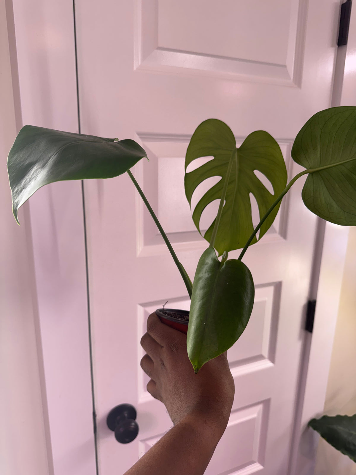Monstera Deliciosa