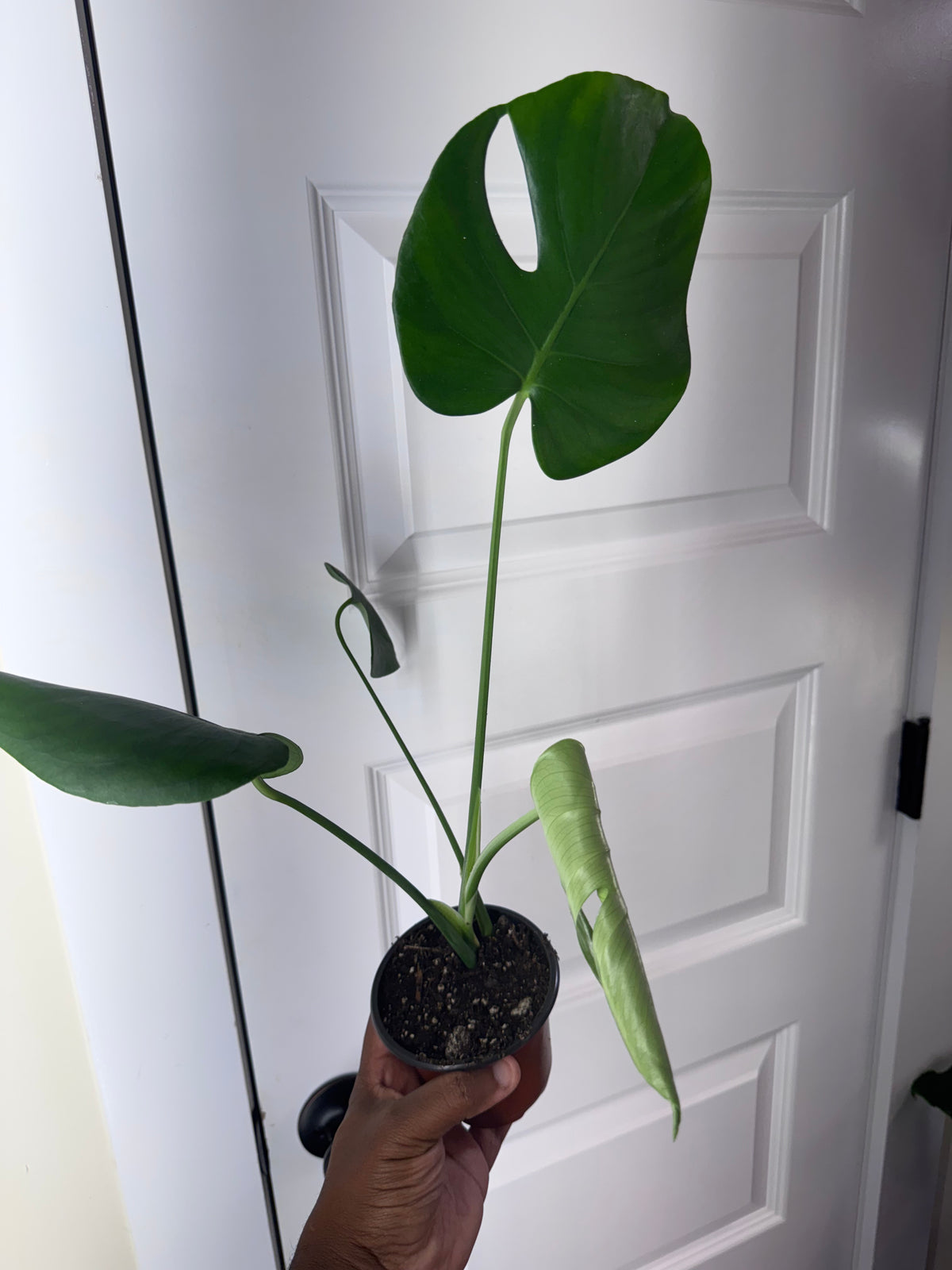 Monstera Deliciosa