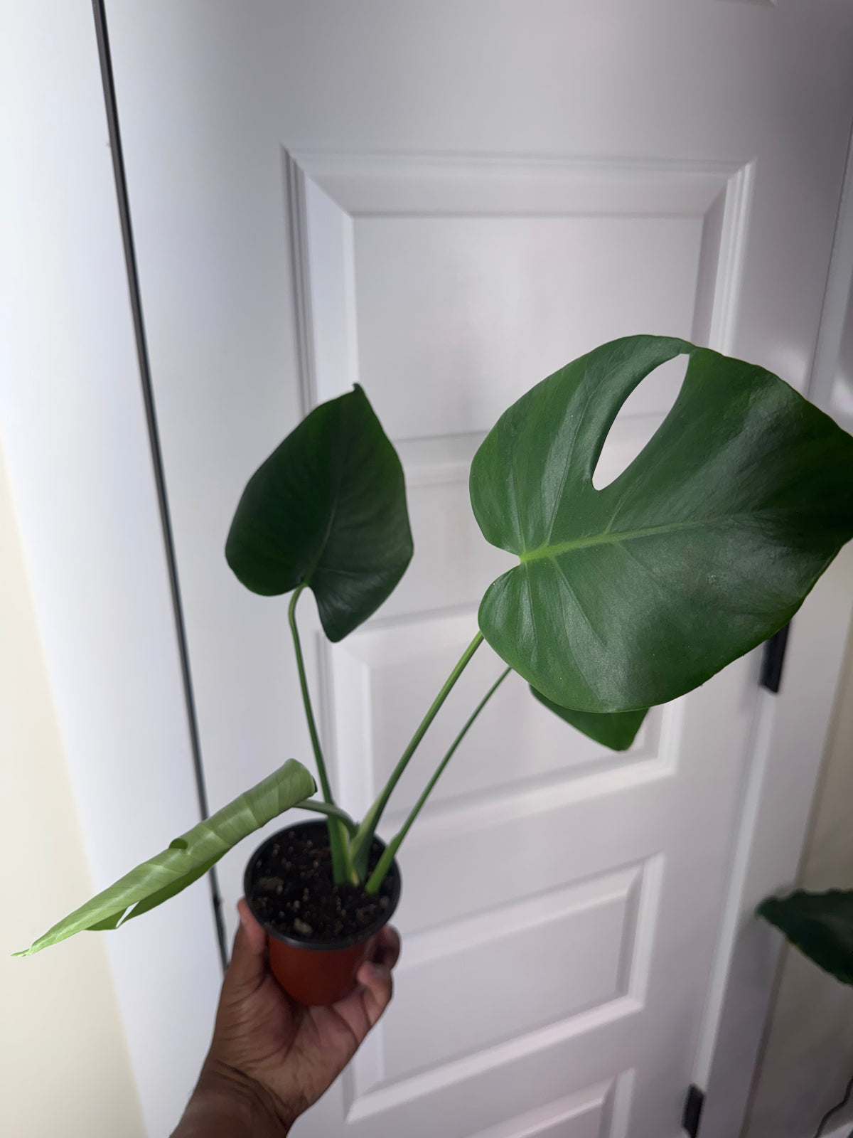 Monstera Deliciosa