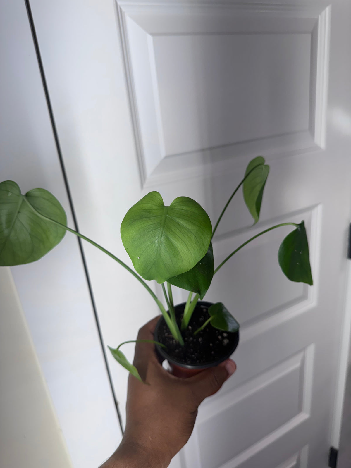 Monstera Deliciosa
