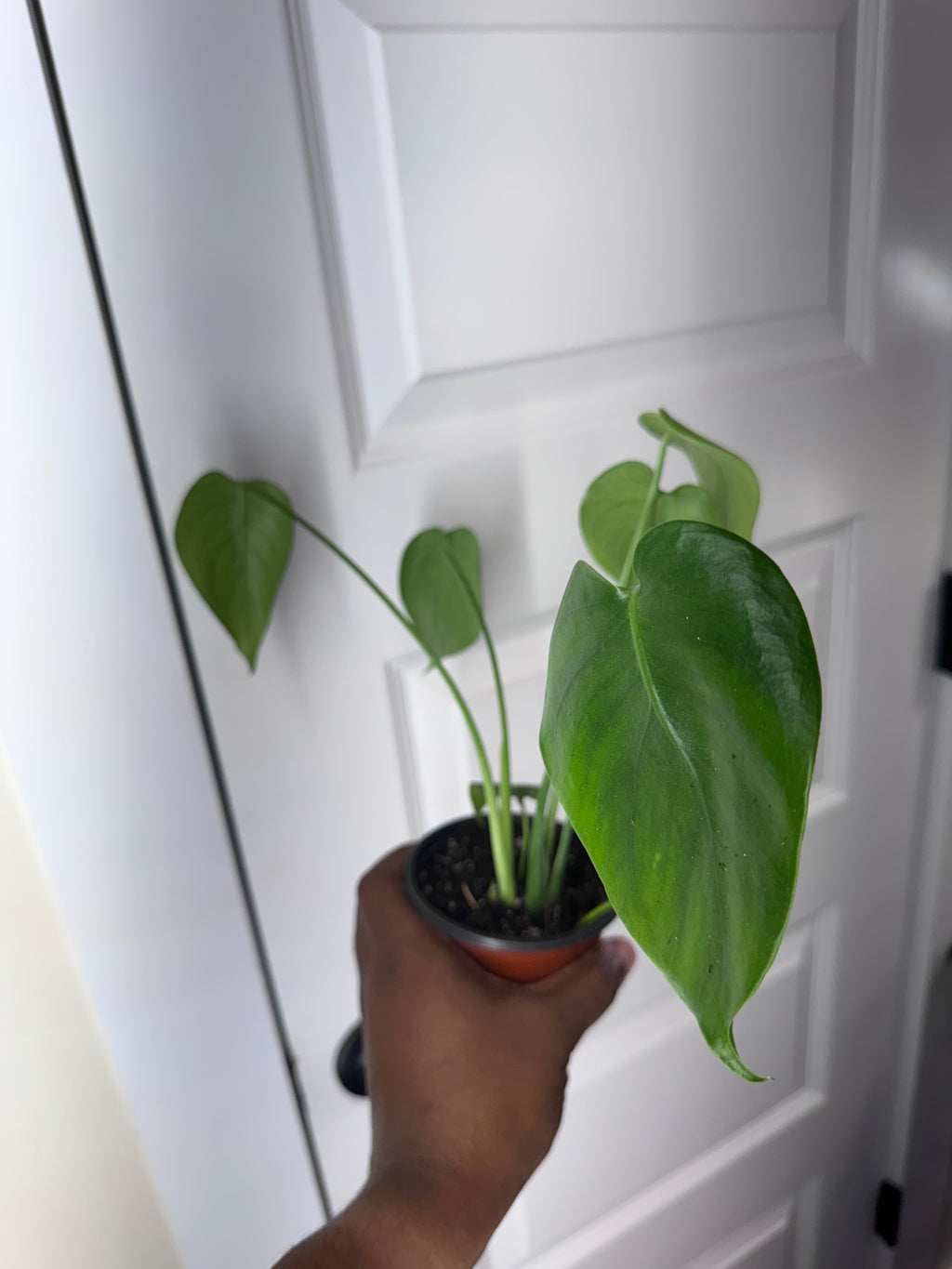 Monstera Deliciosa