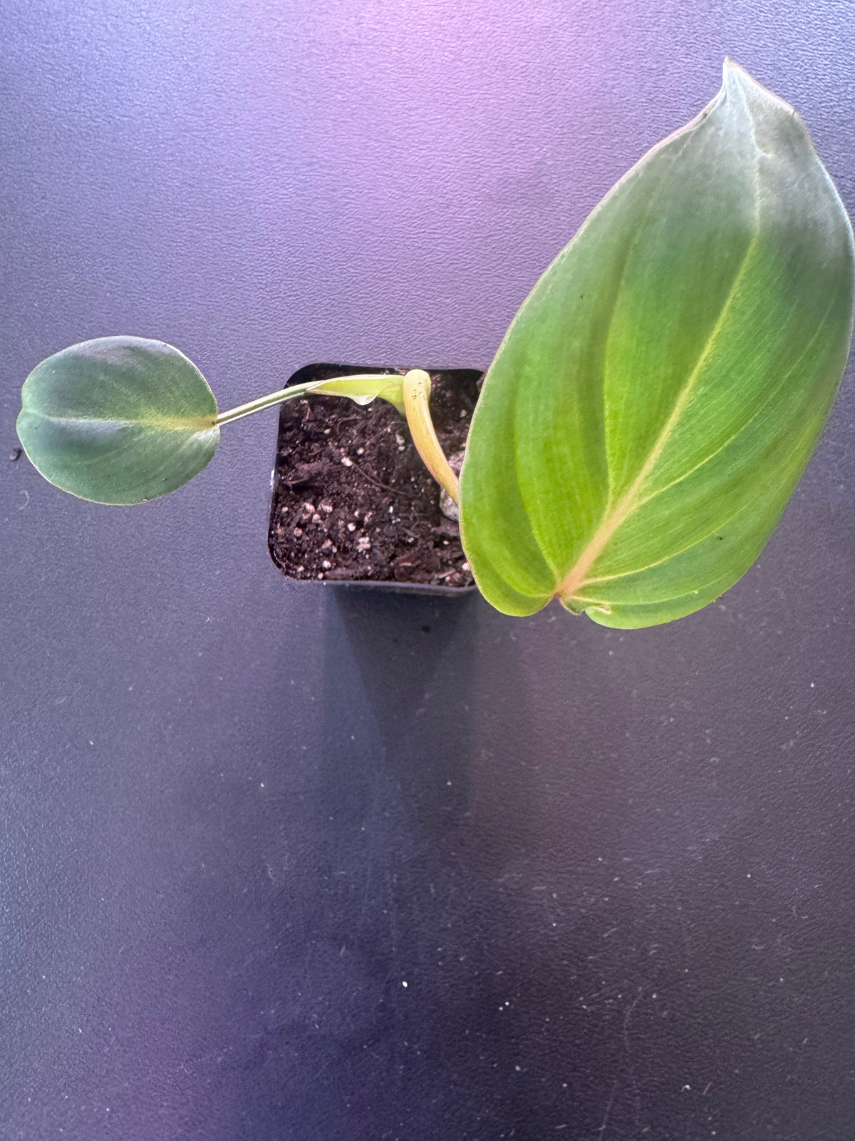 Philodendron Gloriosum – 1.5” Starter Plant