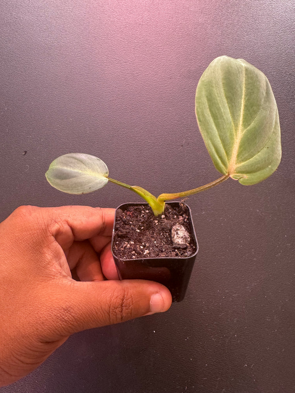 Philodendron Gloriosum – 1.5” Starter Plant