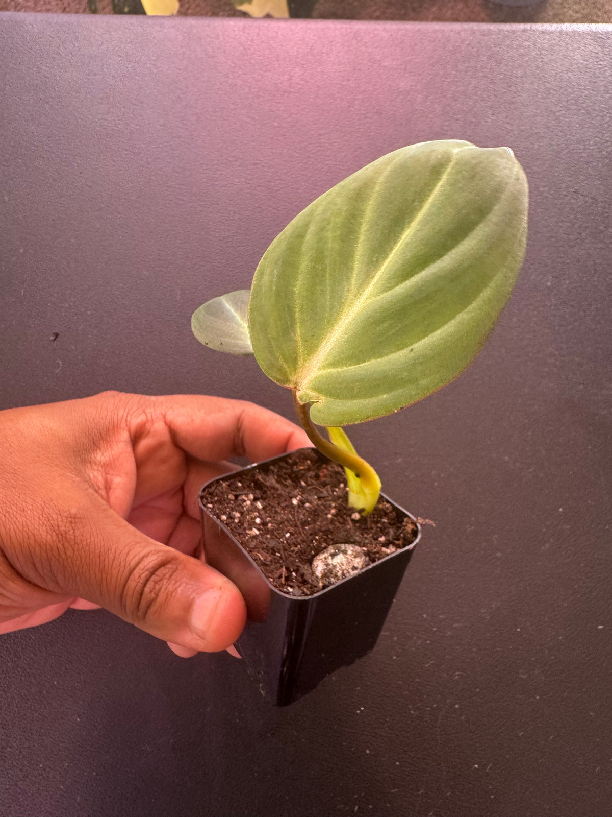 Philodendron Gloriosum – 1.5” Starter Plant