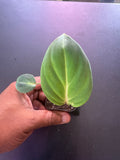 Philodendron Gloriosum – 1.5” Starter Plant