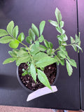 Curry Leaf Plant (Murraya koenigii)