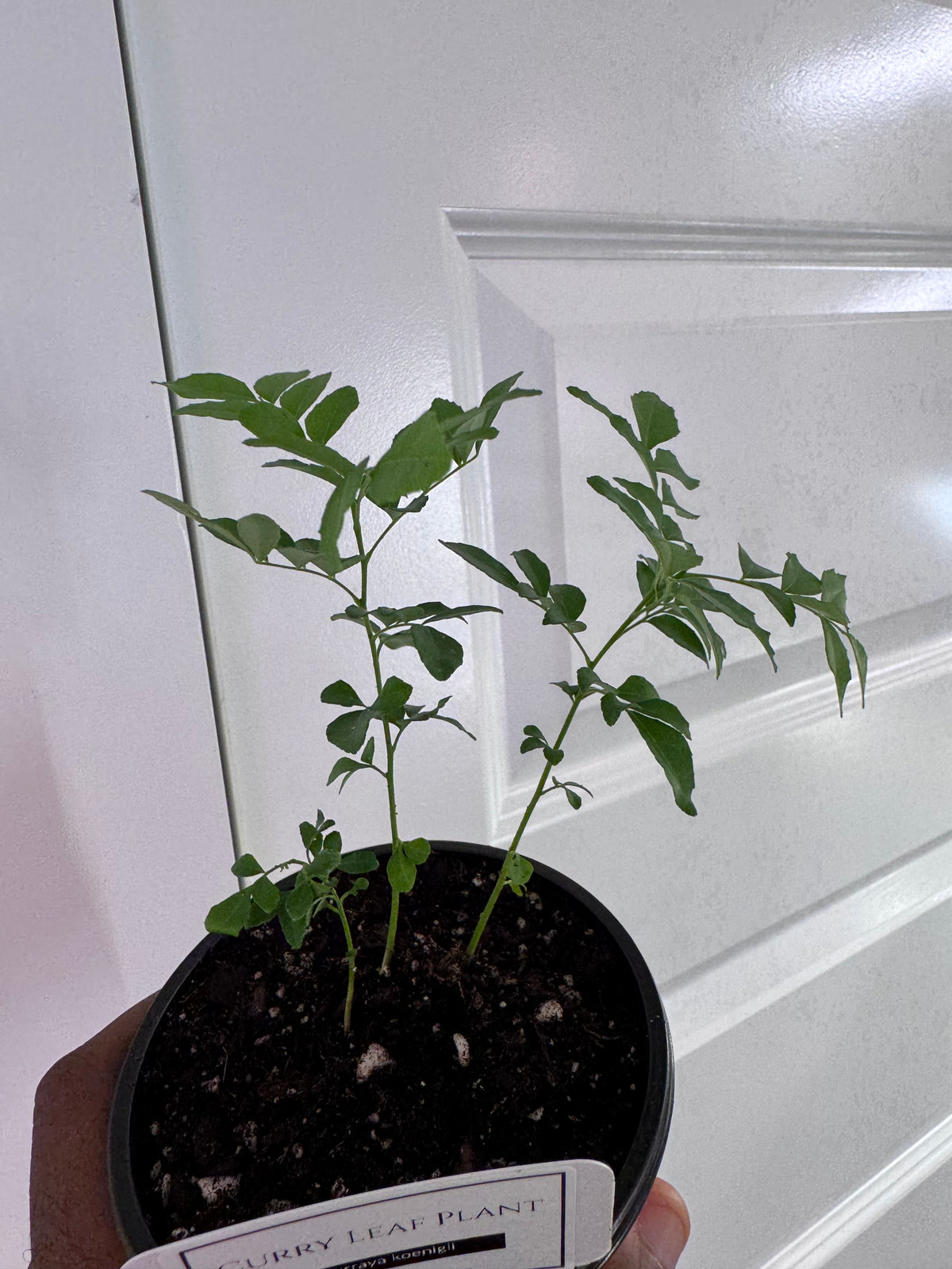 Curry Leaf Plant (Murraya koenigii)