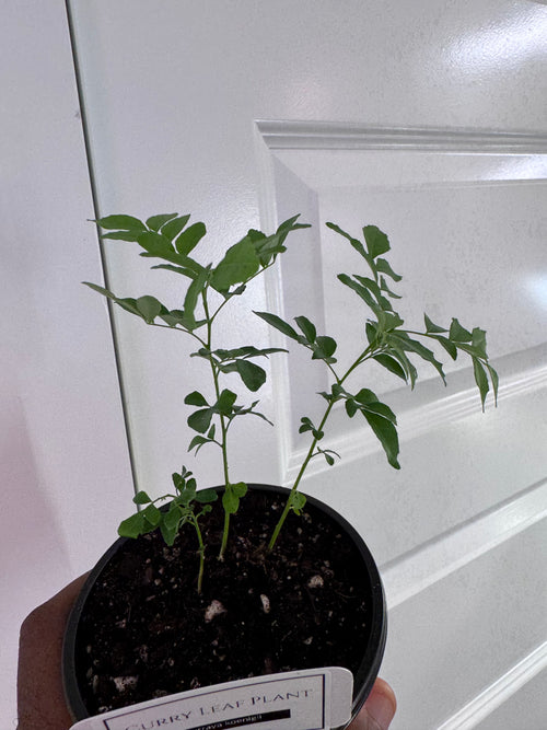 Curry Leaf Plant (Murraya koenigii)